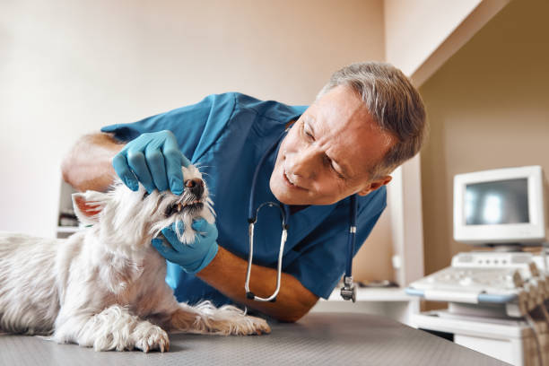 Best Emergency Dental Care for Sports Injuries in Brittany Farms The Highlands, PA